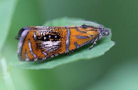 Attēlu rezultāti vaicājumam “Olethreutes arcuella”