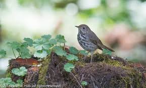 Image result for Catharus guttatus