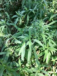 Attēlu rezultāti vaicājumam “Symphyotrichum x salignum flower”