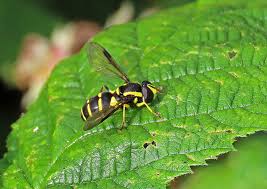 Attēlu rezultāti vaicājumam “Xanthogramma sp.”