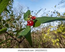 Attēlu rezultāti vaicājumam “Lonicera ferdinandii”
