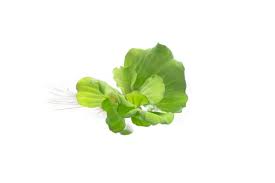 Attēlu rezultāti vaicājumam “Pistia stratiotes leaf”