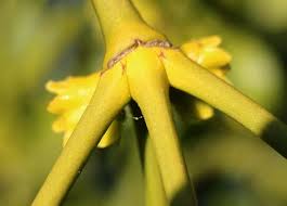 Attēlu rezultāti vaicājumam “Viscum album female flower”