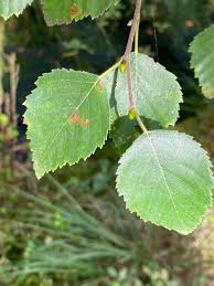 Attēlu rezultāti vaicājumam “Betula pubescens”