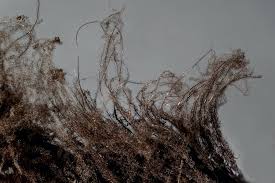 Attēlu rezultāti vaicājumam “Stemonaria irregularis”