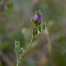 Attēlu rezultāti vaicājumam “Vicia lathyroides leaf”