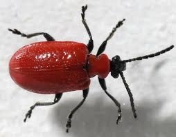 Attēlu rezultāti vaicājumam “Lilioceris lilii”