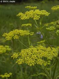 Image result for Pastinaca sativa