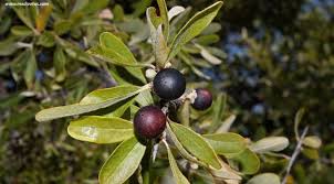 Attēlu rezultāti vaicājumam “Lycogala botrydium”