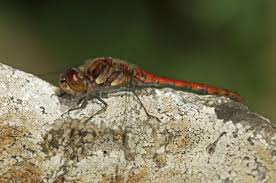 Attēlu rezultāti vaicājumam “Sympetrum sanguineum male”