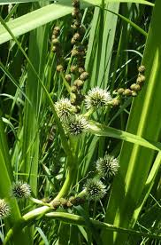 Attēlu rezultāti vaicājumam “Sparganium neglectum”