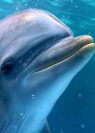 Image result for Dolphina Gc
