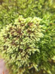 Attēlu rezultāti vaicājumam “Philonotis”