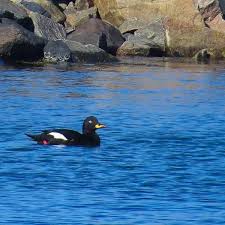 Attēlu rezultāti vaicājumam “Melanitta fusca male”