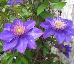 Image result for clematis multi blue