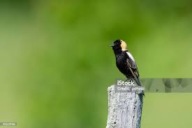 Image result for Dolichonyx oryzivorus