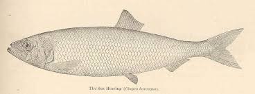 Image result for Clupea harengus