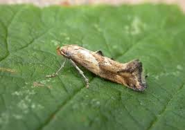 Attēlu rezultāti vaicājumam “Epermenia falciformis”