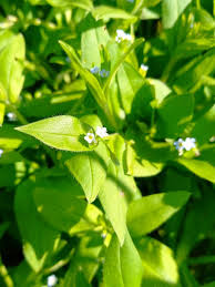 Attēlu rezultāti vaicājumam “Myosotis sparsiflora leaf”