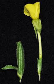 Attēlu rezultāti vaicājumam “Oenothera biennis bud”