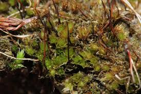 Attēlu rezultāti vaicājumam “Bryum pallescens”