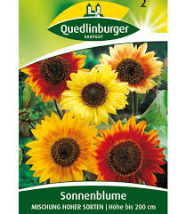 Image result for Sonnenblume