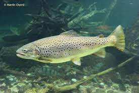 Image result for Salmo trutta trutta