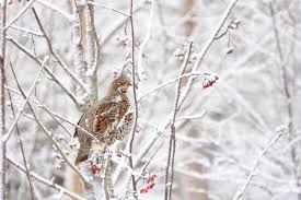 Attēlu rezultāti vaicājumam “Tetrastes bonasia juvenile”