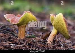 Attēlu rezultāti vaicājumam “Xerocomus rubellus”