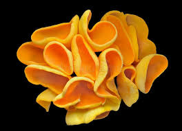 Attēlu rezultāti vaicājumam “Otidea onotica”