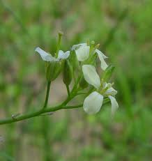Attēlu rezultāti vaicājumam “Sisymbrium altissimum”