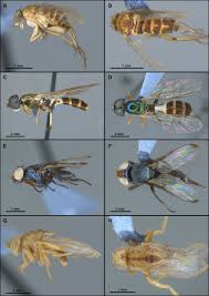 Attēlu rezultāti vaicājumam “Brachycera”