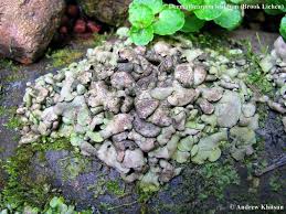 Attēlu rezultāti vaicājumam “Dermatocarpon luridum”