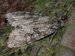 Attēlu rezultāti vaicājumam “Polia nebulosa”