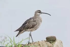 Image result for Numenius hudsonicus