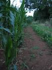 SK8030 : Maize field near Branston, Leicestershire - via Daymix
