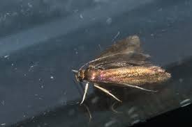 Attēlu rezultāti vaicājumam “Roeslerstammia erxlebella”