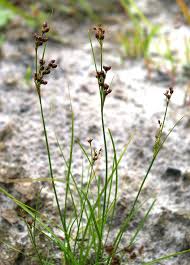 Attēlu rezultāti vaicājumam “Juncus alpinoarticulatus fruit”