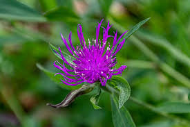 Attēlu rezultāti vaicājumam “Centaurea phrygia flower”