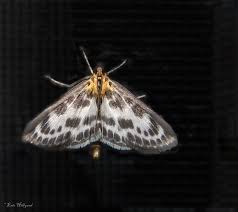 Attēlu rezultāti vaicājumam “Anania hortulata”