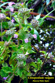 Attēlu rezultāti vaicājumam “Clinopodium vulgare leaf”