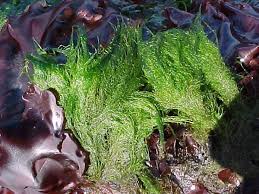 Attēlu rezultāti vaicājumam “Enteromorpha sp.”