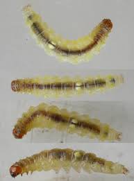 Attēlu rezultāti vaicājumam “Roeslerstammia erxlebella”
