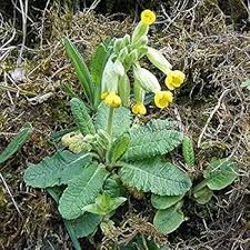 Attēlu rezultāti vaicājumam “Primula veris fruit”