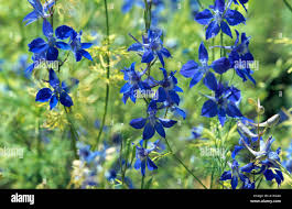 Image result for Consolida ajacis oder Consolida regalis