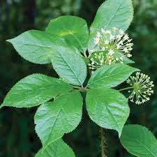 Attēlu rezultāti vaicājumam “Eleutherococcus sessiliflorus”