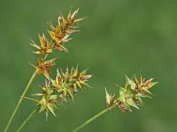 Attēlu rezultāti vaicājumam “Carex spicata”