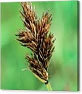 Attēlu rezultāti vaicājumam “Carex leporina”