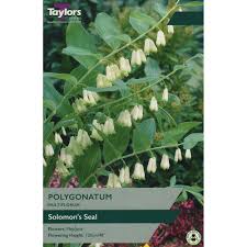 Attēlu rezultāti vaicājumam “Polygonatum multiflorum  flower”