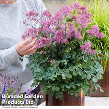 Attēlu rezultāti vaicājumam “Thalictrum aquilegifolium fruit”